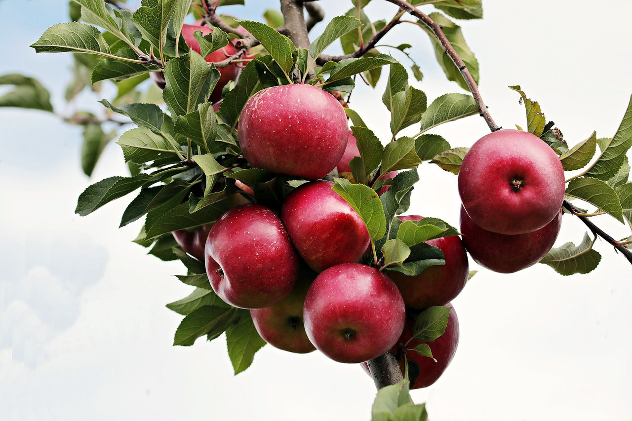 Verbrauche alle Äpfel aus dem Garten