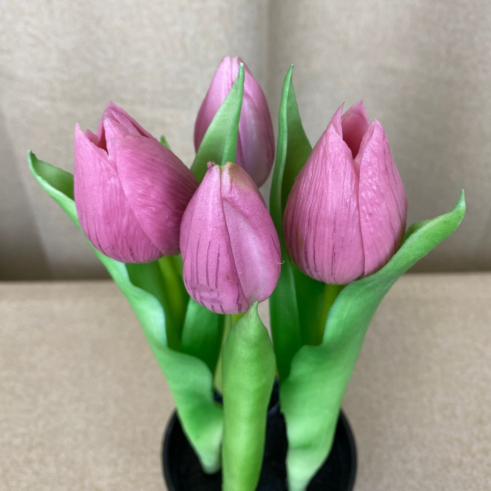 5 Tulpen im 25 cm Topf, dunkelrosa
