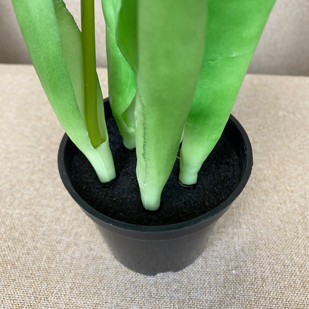 5 Tulpen im 25 cm Topf, rosa