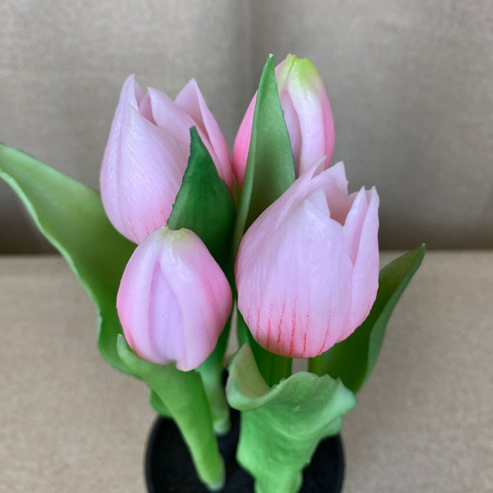 5 Tulpen im 25 cm Topf, rosa