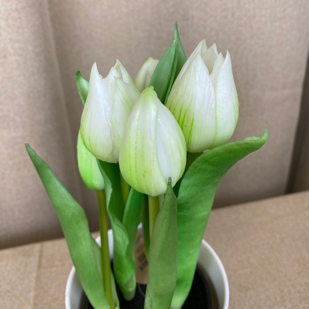 Tulpen, 5 Stück im 25 cm Topf – weiß