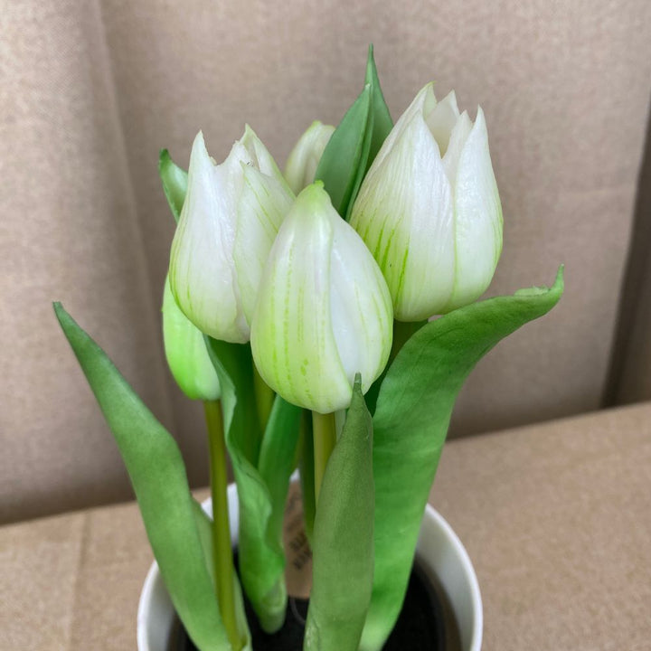 Tulpen, 5 Stück im 25 cm Topf – weiß