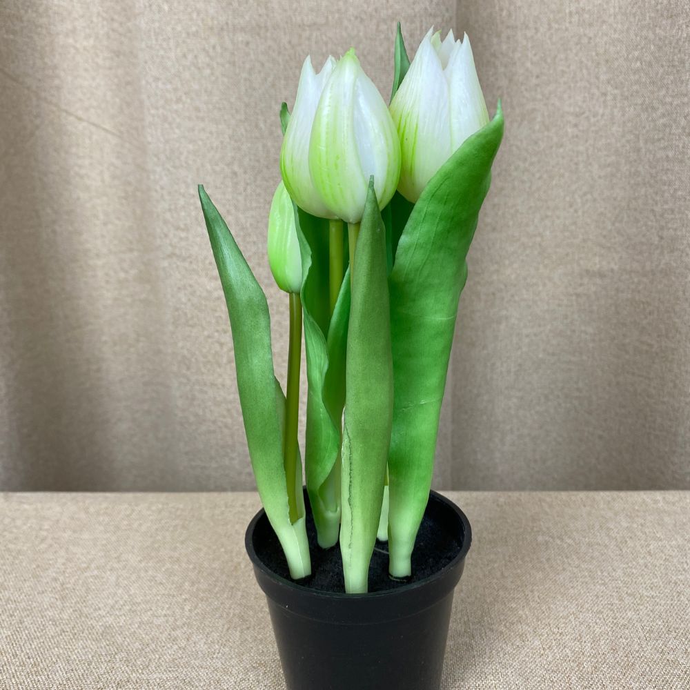 Tulpen, 5 Stück im 25 cm Topf – weiß