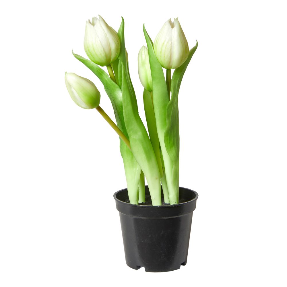 Tulpen, 5 Stück im 25 cm Topf – weiß
