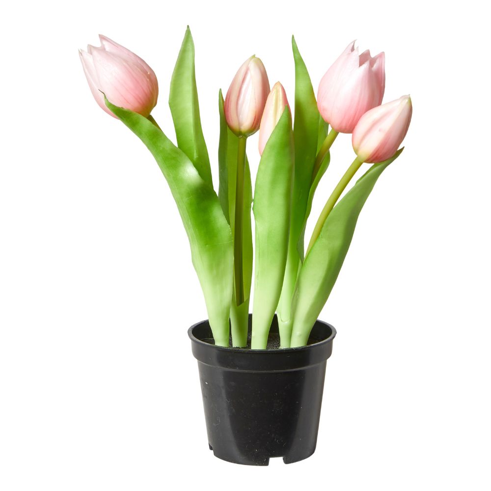 5 Tulpen im 25 cm Topf, rosa