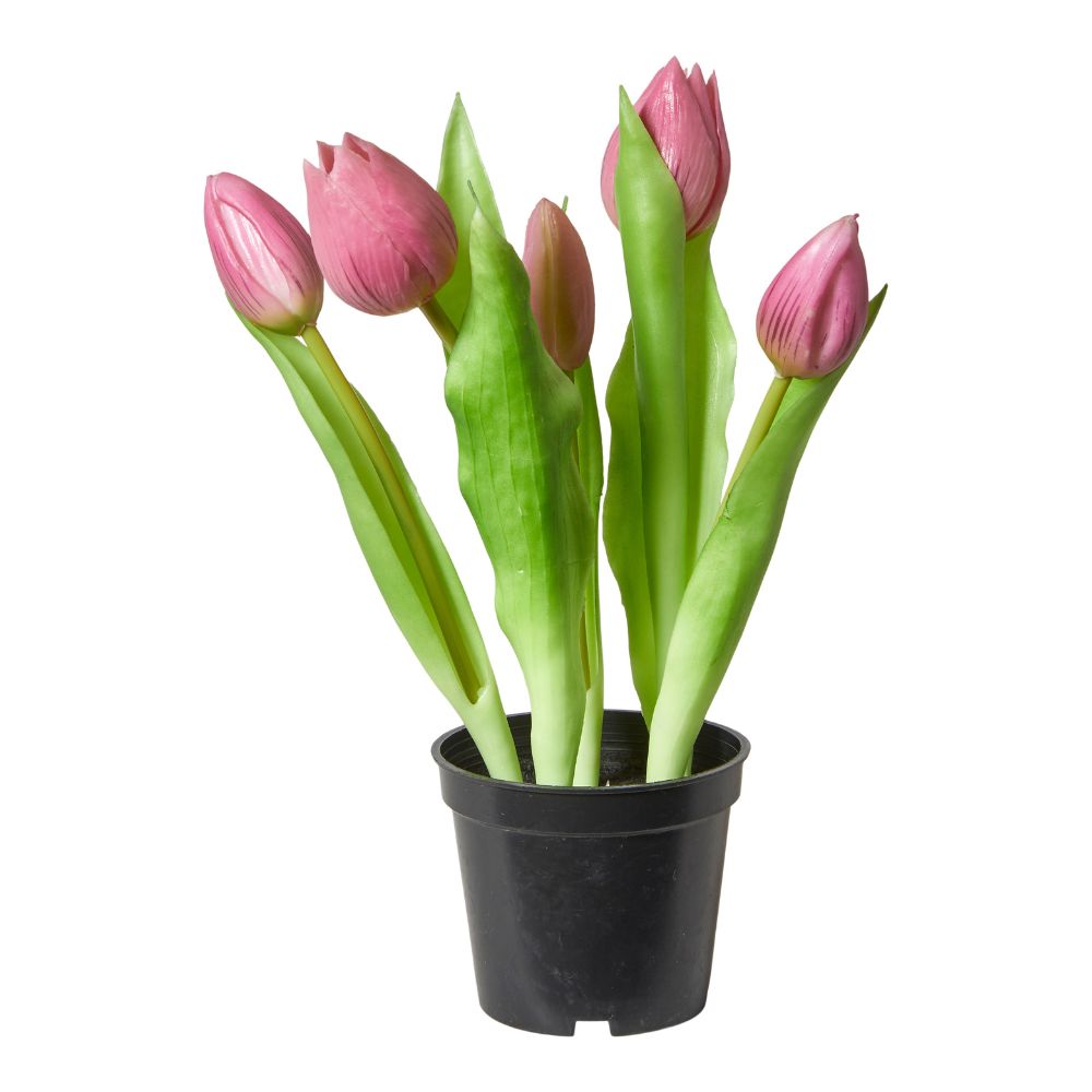 5 Tulpen im 25 cm Topf, dunkelrosa