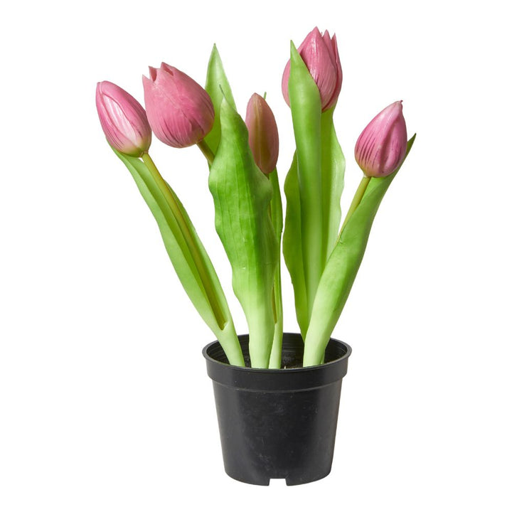 5 Tulpen im 25 cm Topf, dunkelrosa